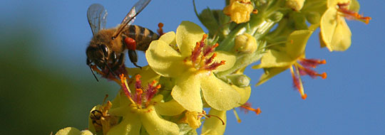 Biene auf Königskerze