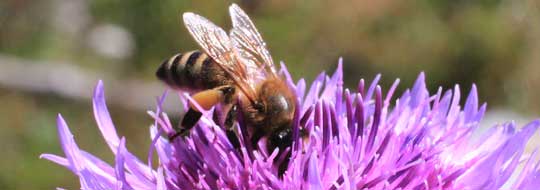 Biene auf Flockenblume