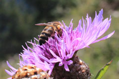 Biene sammelt Nektar für Almenland Cremehonig
