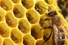 Honigverkostung bei der Almenland Imkerei Kreiner