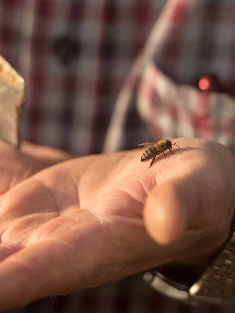 Der Erfolg in der Imkerei liegt in der Hand des Imkers