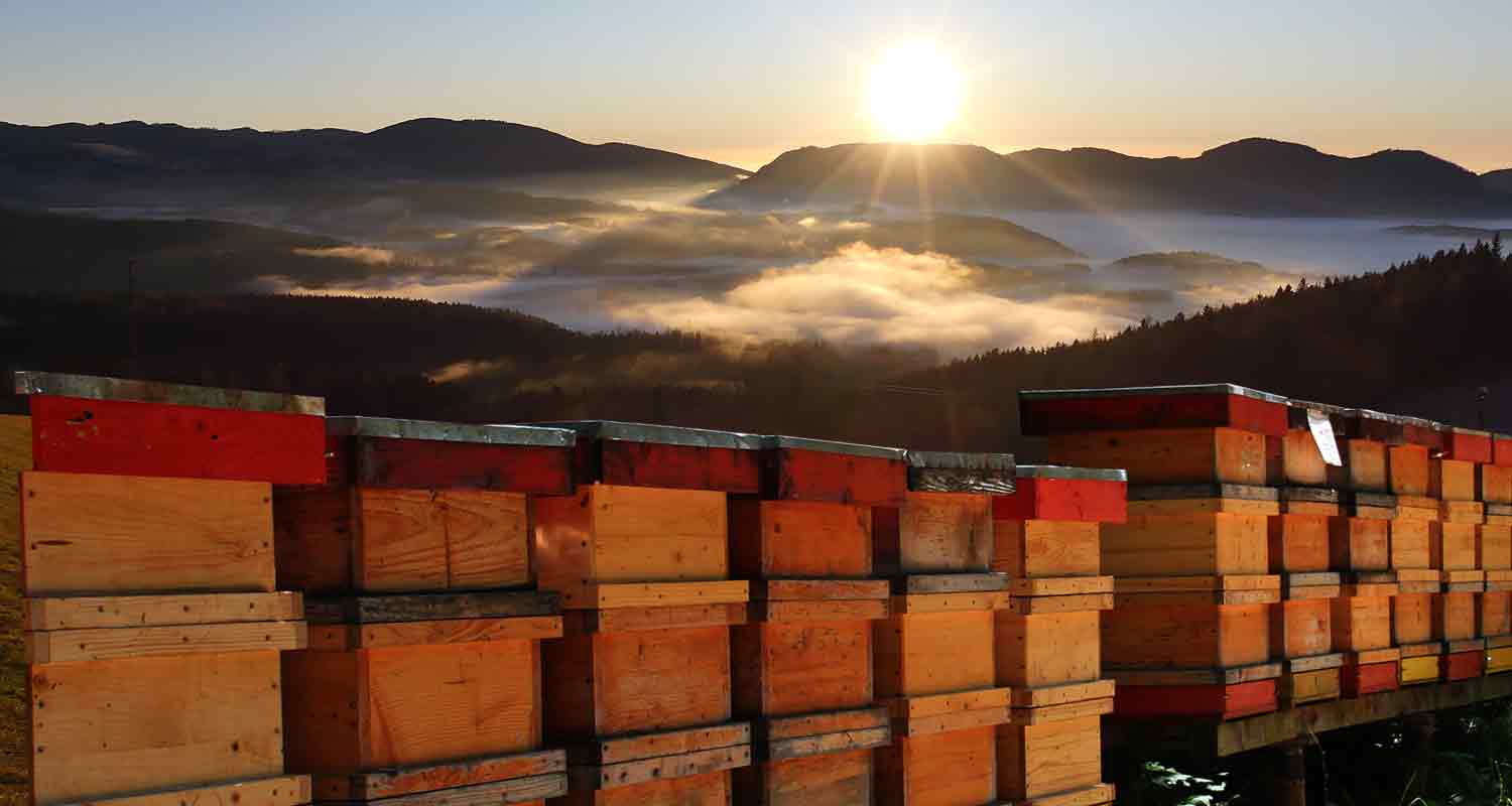 sonnenaufgang bei bienen