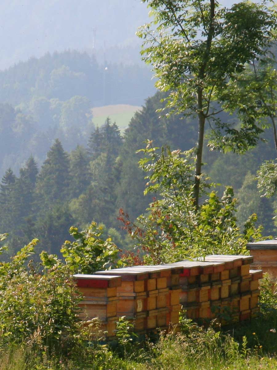 bienen im naturpark almenland