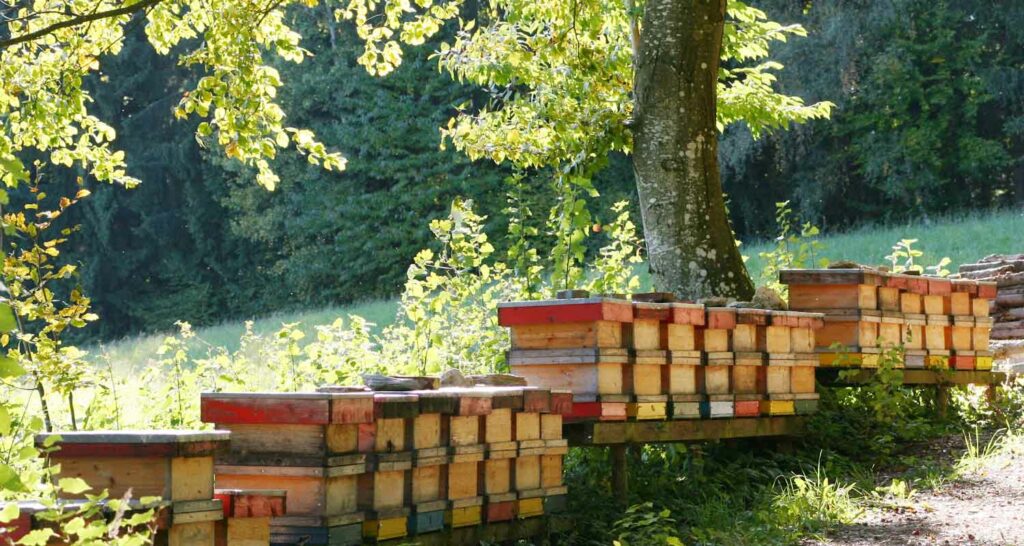 bienenplatz am buchkogel