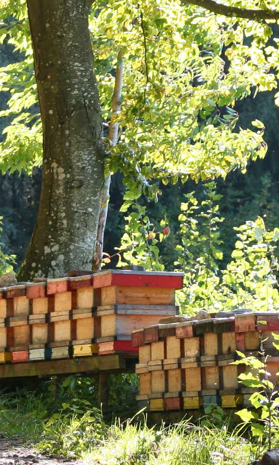 bienenstand im naturpark almenland