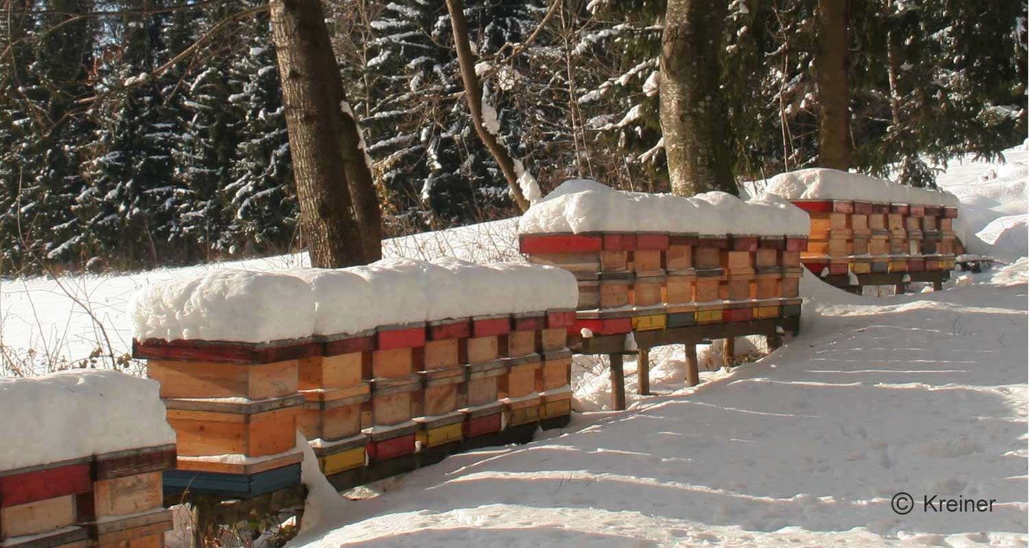 winterruhe bei den Bienen