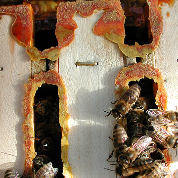 Propolis die Medizin der Bienen
