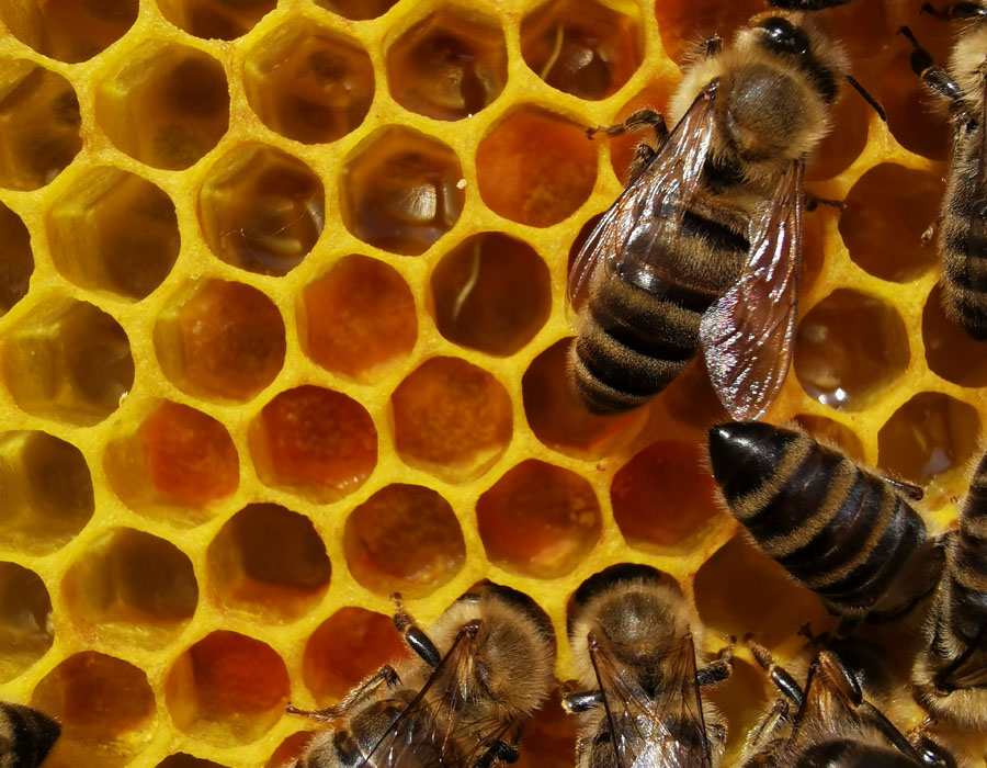 bienen auf wabe