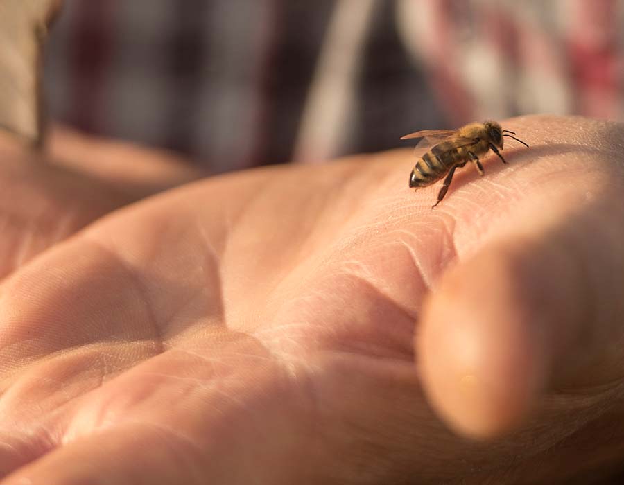 Eine Biene auf der Hand von Imker Karl Kreiner