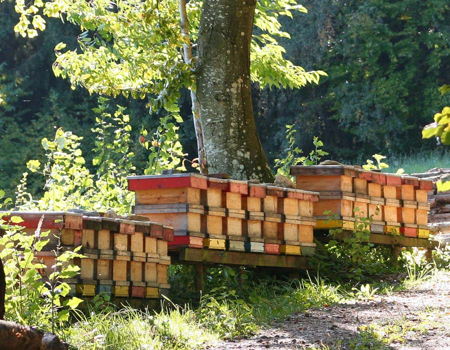 Bienenvölker im Naturpark Almenland