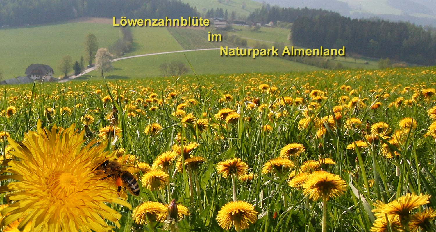 Löwenzahnblüte im Naturpark Almenland