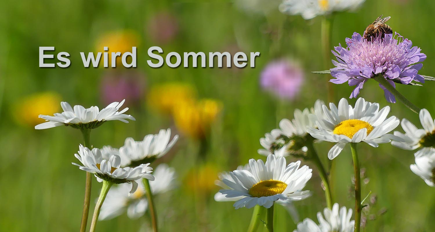 Sommerblüten mit Biene