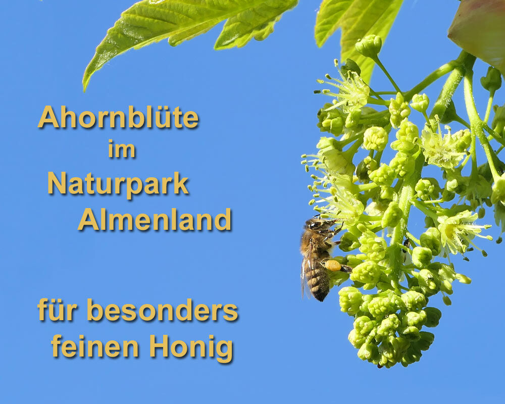 Honig vom Nektar des Bergahorn